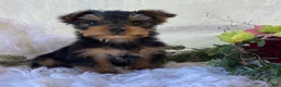 Yorkshire Terrier dogs for sale: DR Pepper - Ad 9