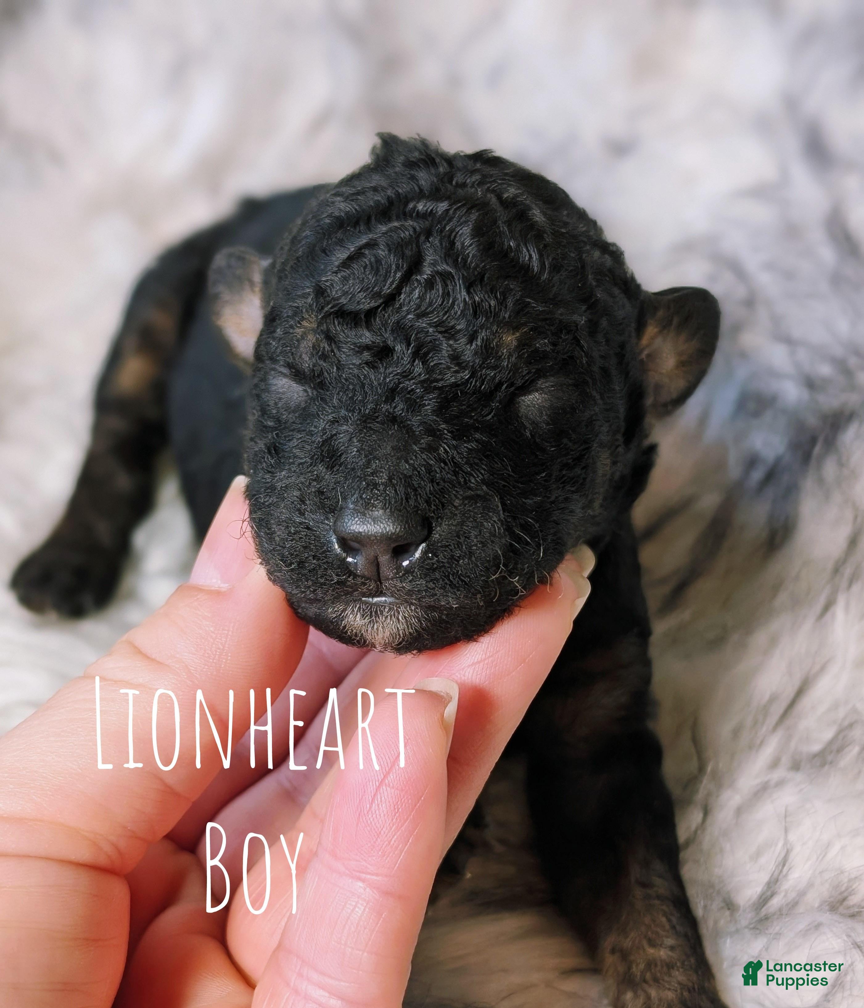 Mixed Breed dogs LIONHEART  - Ad 4