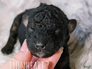 Mixed Breed dogs LIONHEART - Ad 4