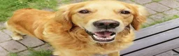 Sheprador dogs for sale: Golden Shepherd 3 Russell - Ad 4