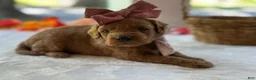 Mini Goldendoodle dogs for sale: Ruthie - Ad 3