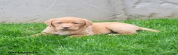 Labrador Retriever dogs for sale: Elton - Ad 2