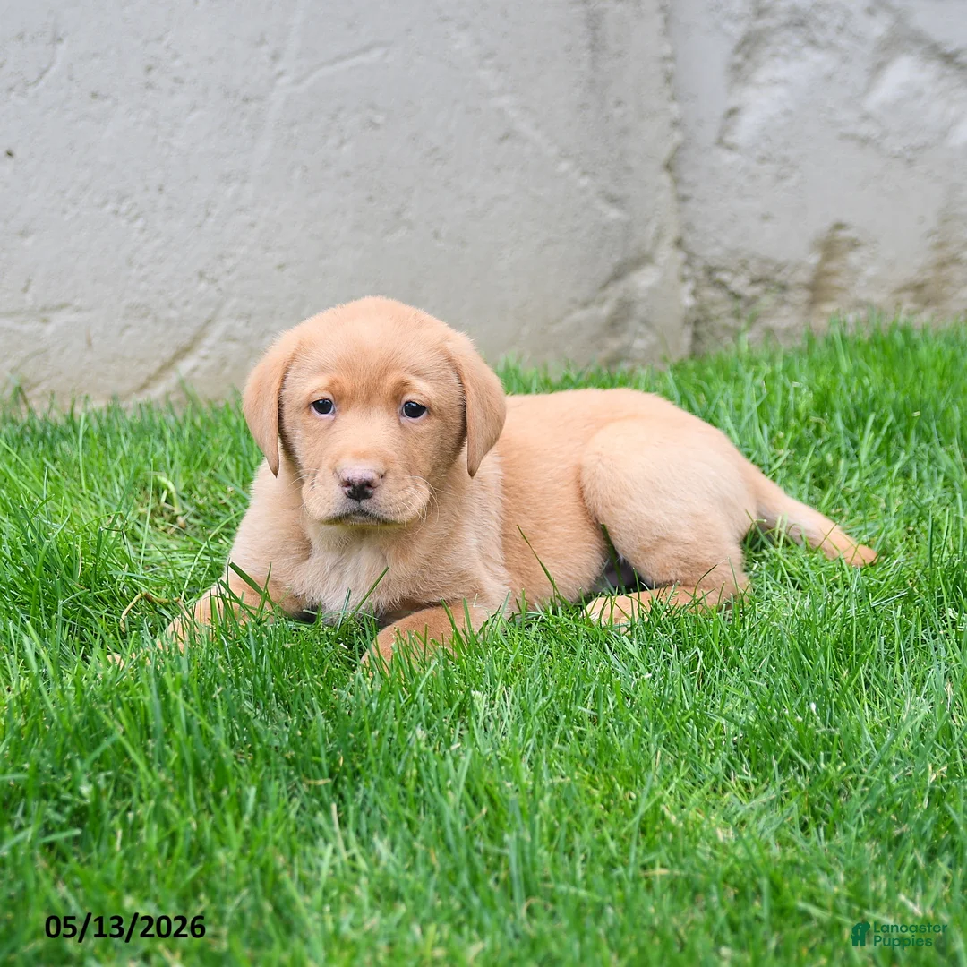 Labrador Retriever dogs for sale: Elton - Ad 2