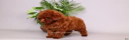 Toy Poodle dogs for sale: HELIOS — FIERY RED TOY POODLE BOY - Ad 5