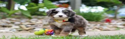 Mini Bernedoodle dogs for sale: Tang - Ad 3