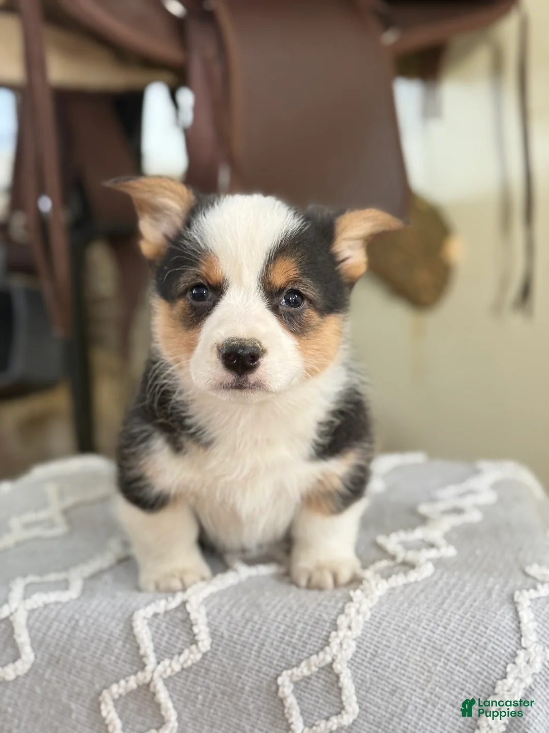 Welsh Corgi Pembroke dogs for sale: Floyd - Ad 3
