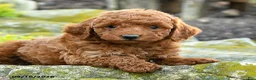 Miniature Poodle dogs for sale: Andy - Ad 3
