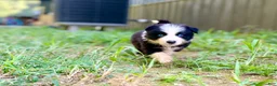Border Collie dogs for sale: Indigo - Ad 4