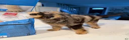 Mixed Breed dogs for sale: Rosie - Ad 3