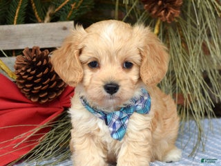 Maltipoo dogs Tucker - Ad 36