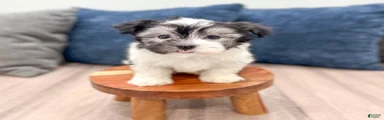Hugo