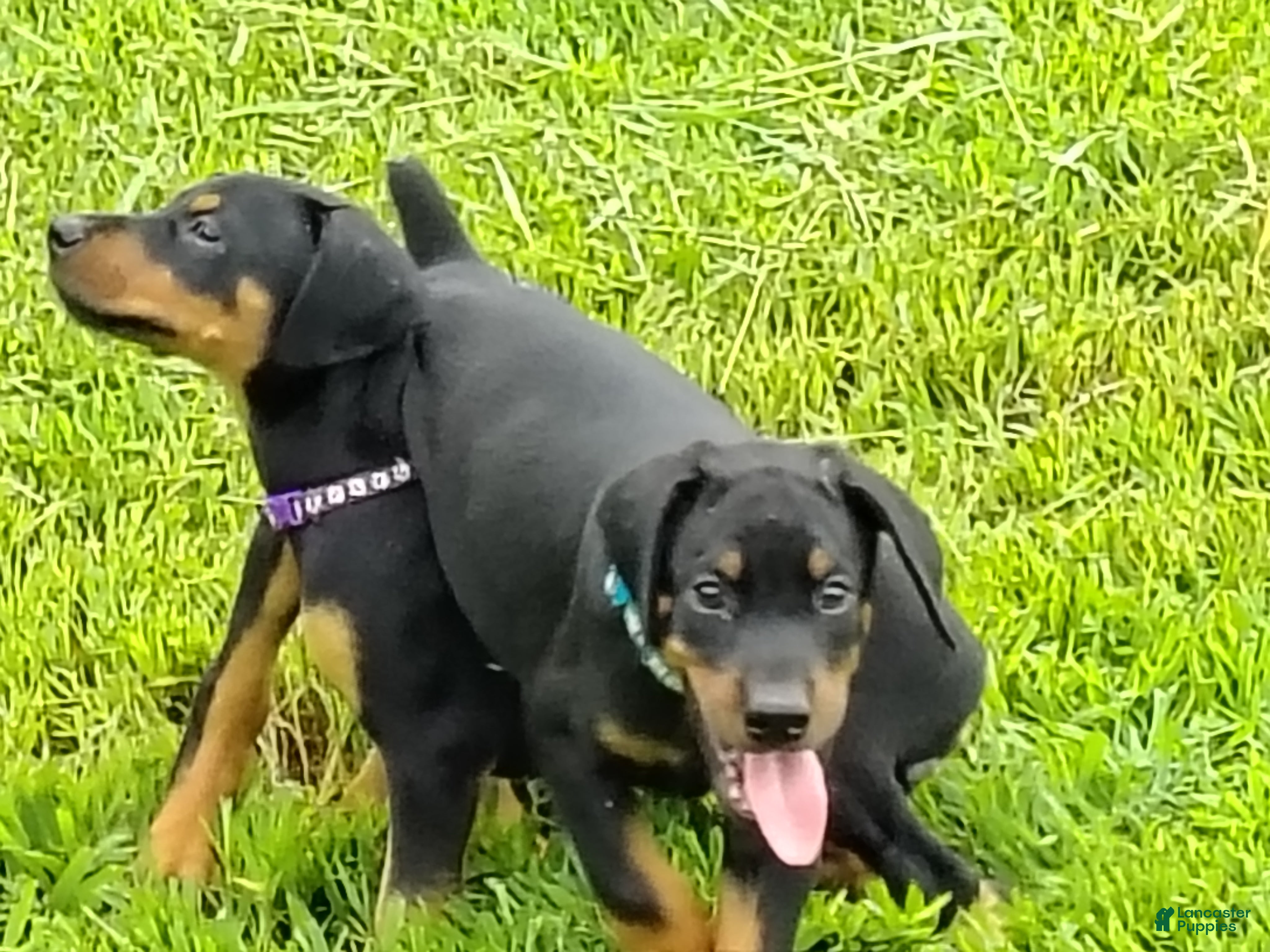 Doberman Pinscher dogs Doberman Pinscher / Blue - Ad 31