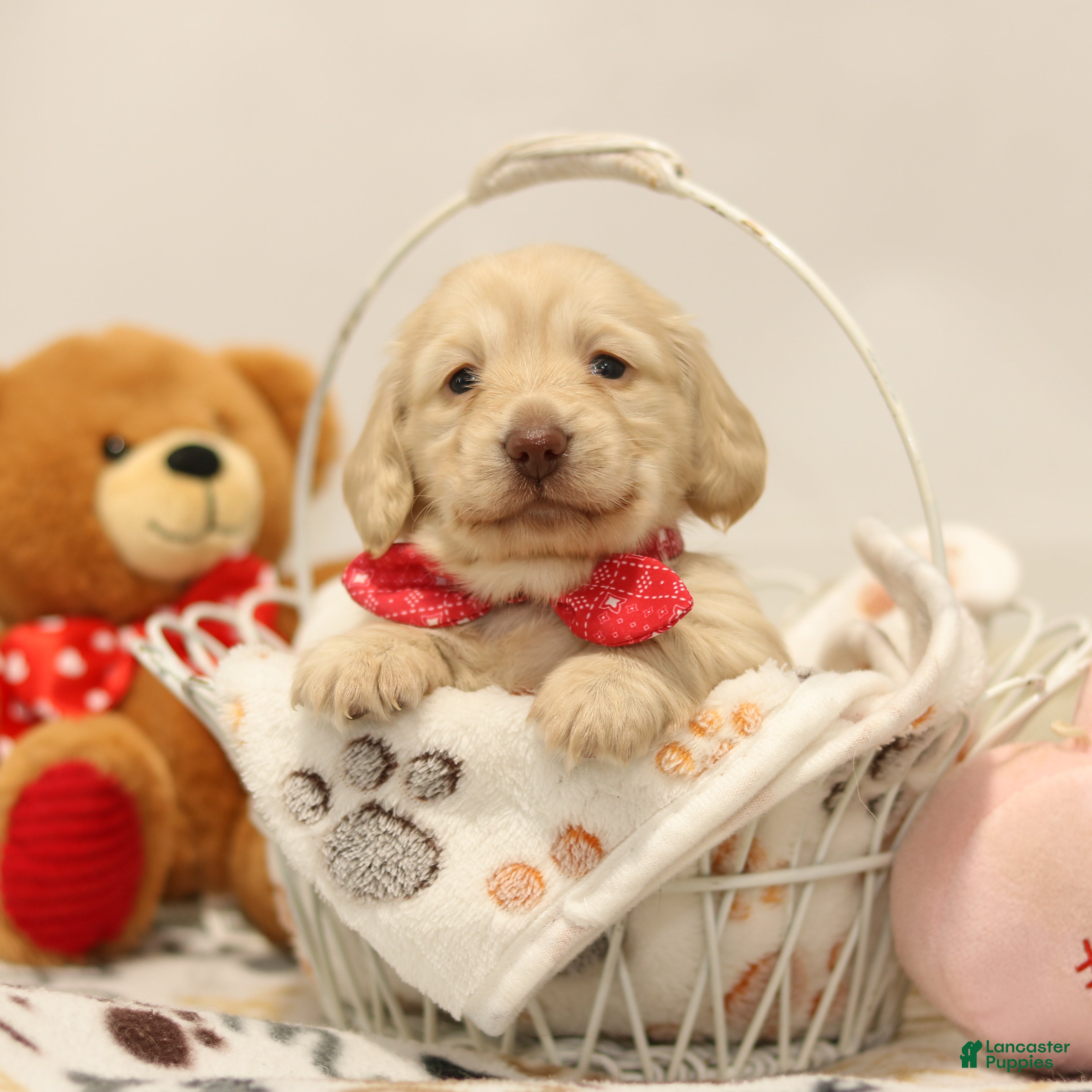 Miniature Dachshund dogs Becky - Ad 1