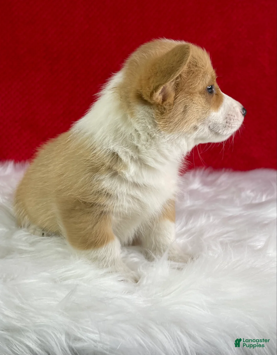 Welsh Corgi Pembroke dogs for sale: Milo - Ad 2