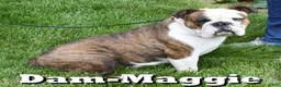 English Bulldog dogs for sale: Captain - Ad 11