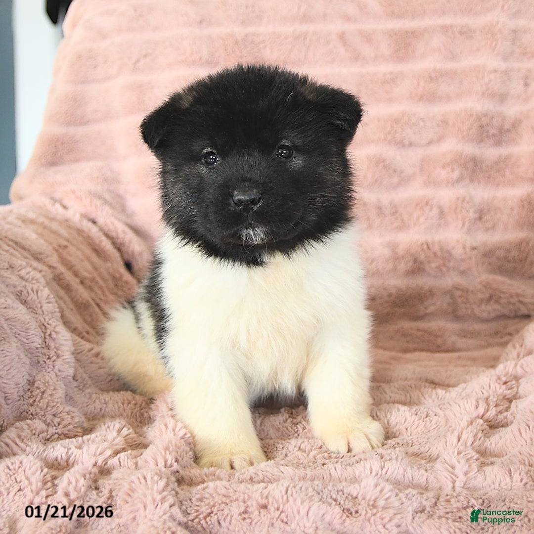 Akita dogs for sale: Falcon - Ad 3