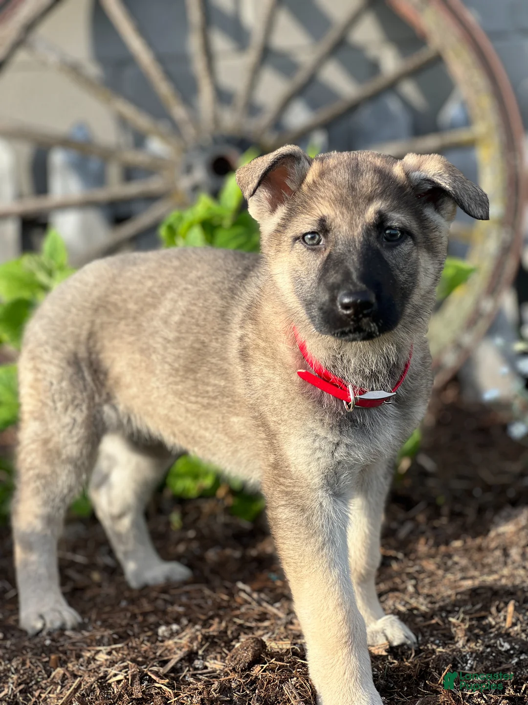 German Shepherd dogs for sale: Caramel - Ad 2