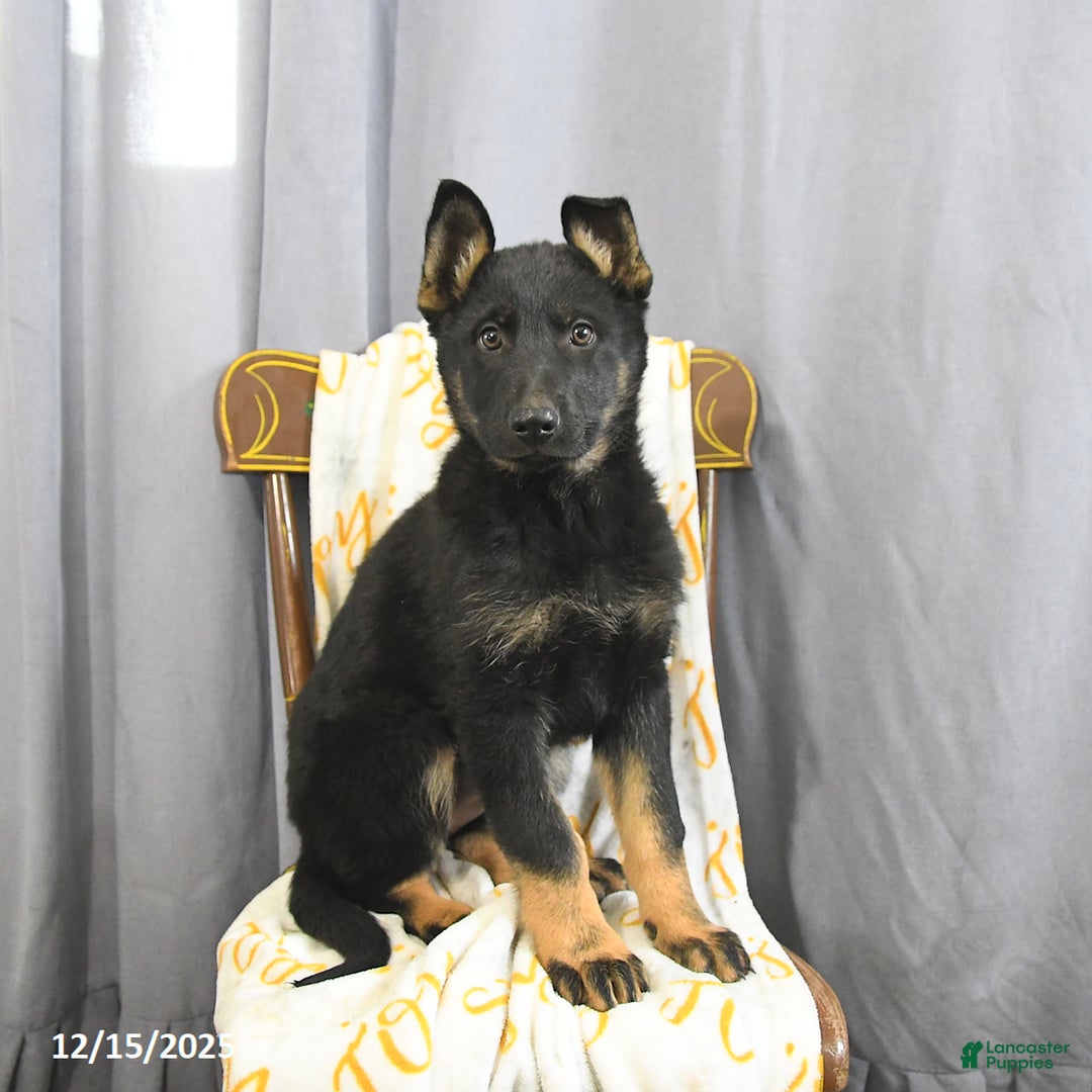 German Shepherd dogs for sale: Chloe - Ad 2