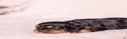 Cavalier King Charles Spaniel dogs for sale: Bravo  - Ad 7