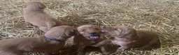 Golden Retriever dogs for sale: Golden Retriever 1 (Red) - Ad 3