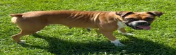 Boxer dogs for sale: Ruby - Ad 3