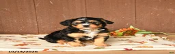 Mini Bernedoodle dogs for sale: Kooper - Ad 4