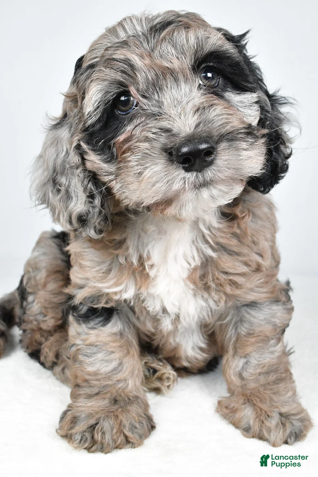 Cockapoo dogs for sale: Chery - Ad 1