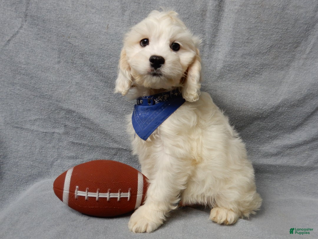 Cockapoo dogs for sale: Frosty - Ad 6