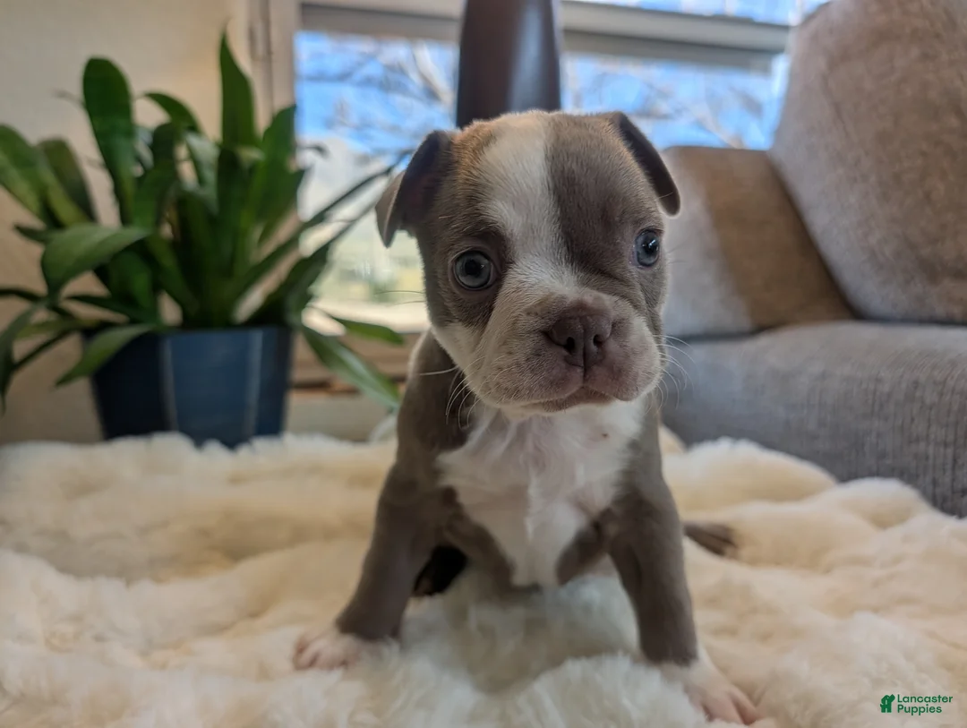 Frenchton dogs for sale: Sage - Ad 1
