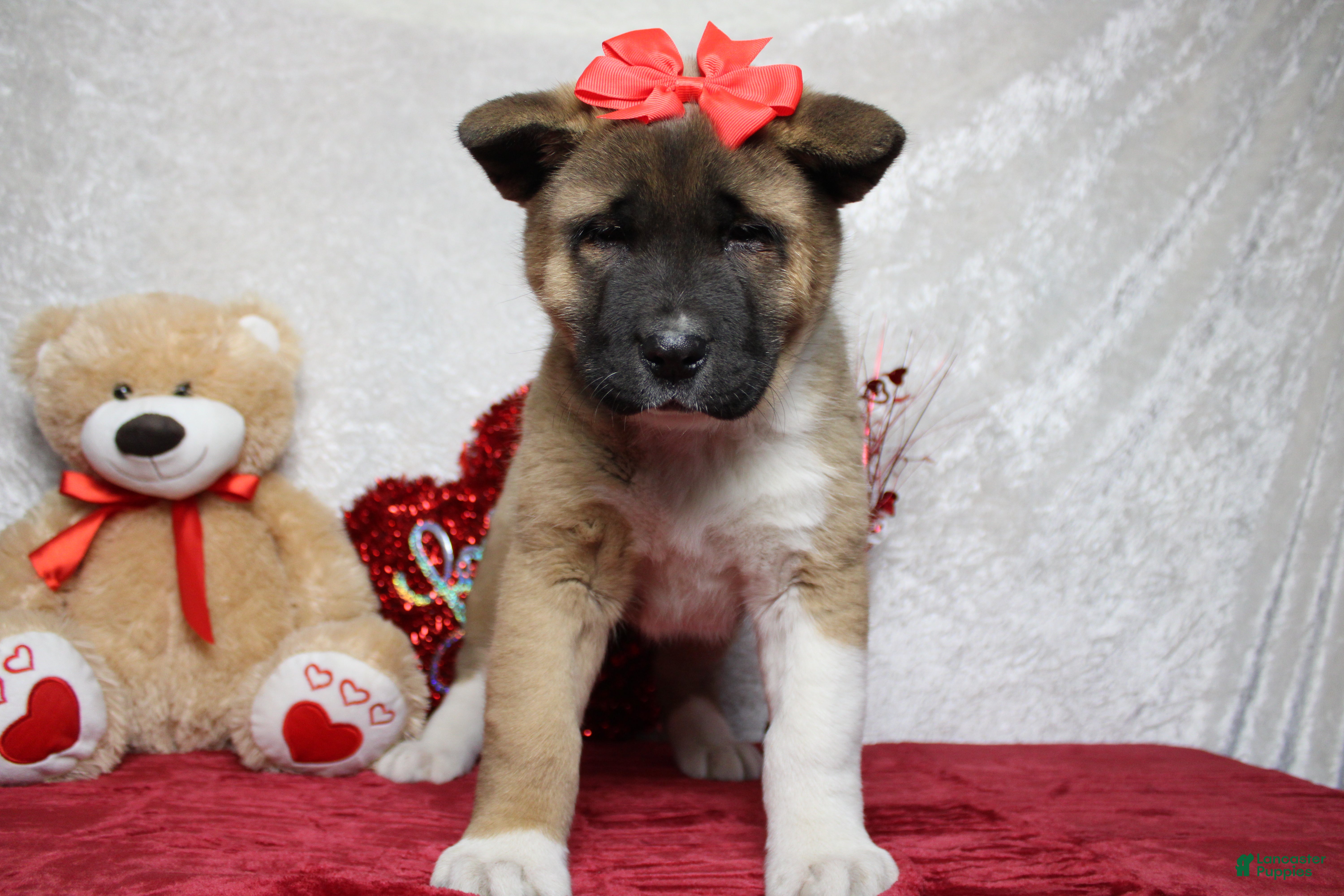 Akita dogs Jill  - Ad 1