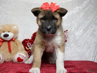 Akita dogs Jill - Ad 1