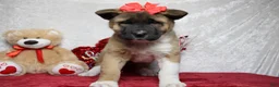 Akita dogs for sale: Jill  - Ad 1