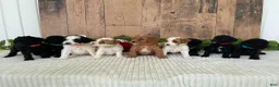 Mini Goldendoodle dogs for sale: Miss Wafer - Ad 15