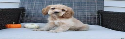 Cocker Spaniel dogs for sale: Timber - Ad 6