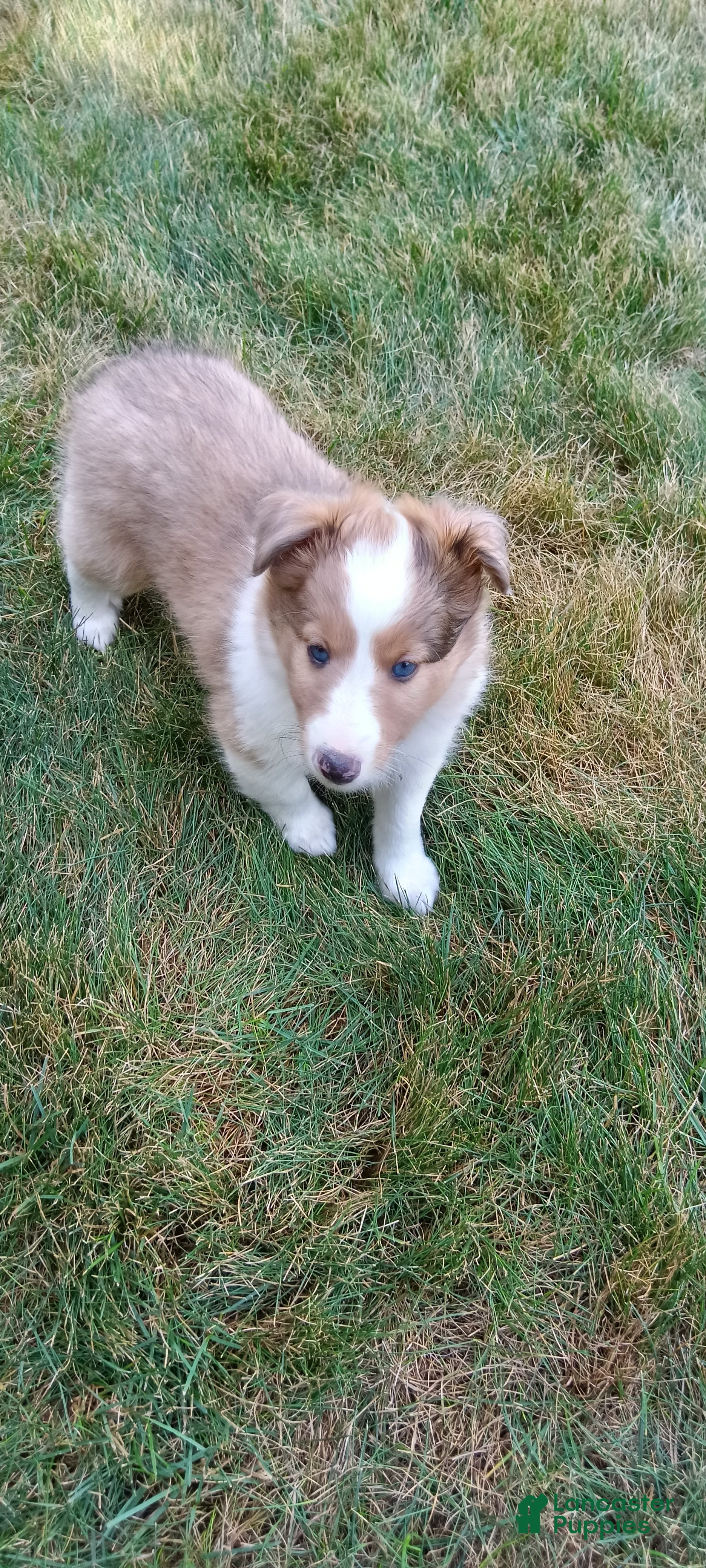 Shetland Sheepdog dogs Shetland Sheepdog 1 - Ad 1