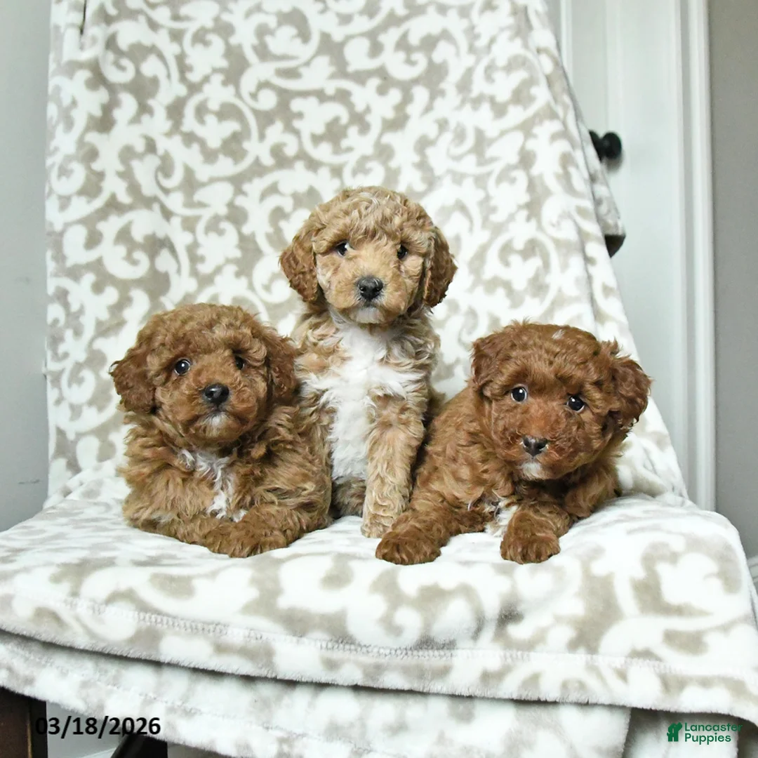 Miniature Poodle dogs for sale: Cookie - Ad 3