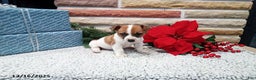 Jack Russell Terrier dogs for sale: Holly - Ad 2