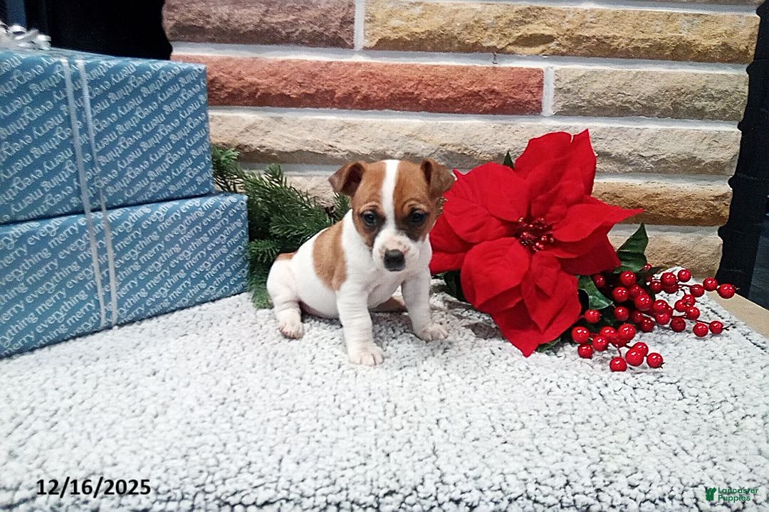 Jack Russell Terrier dogs for sale: Holly - Ad 2