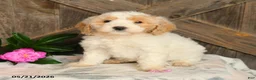 Mini Goldendoodle dogs for sale: Jasmine - Ad 1