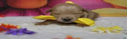 Schnoodle dogs for sale: Pinot - Ad 2