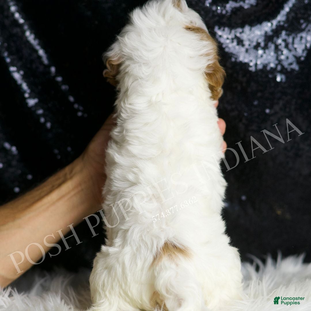 Cavapoo dogs for sale: Odin - Ad 6