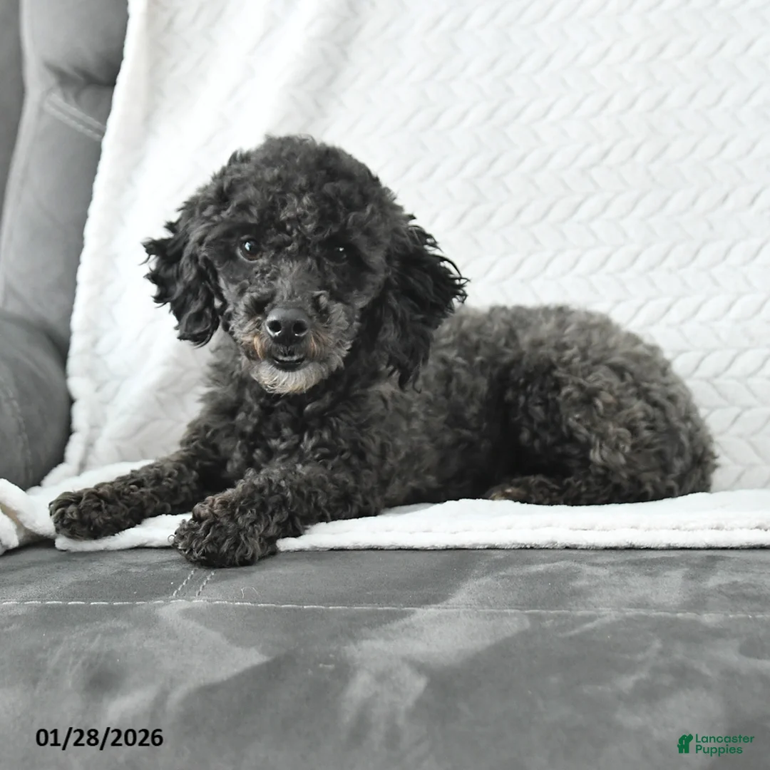 Miniature Poodle dogs for sale: Lacy - Ad 3