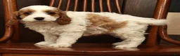 Cavapoo dogs for sale: Fetch - Ad 3