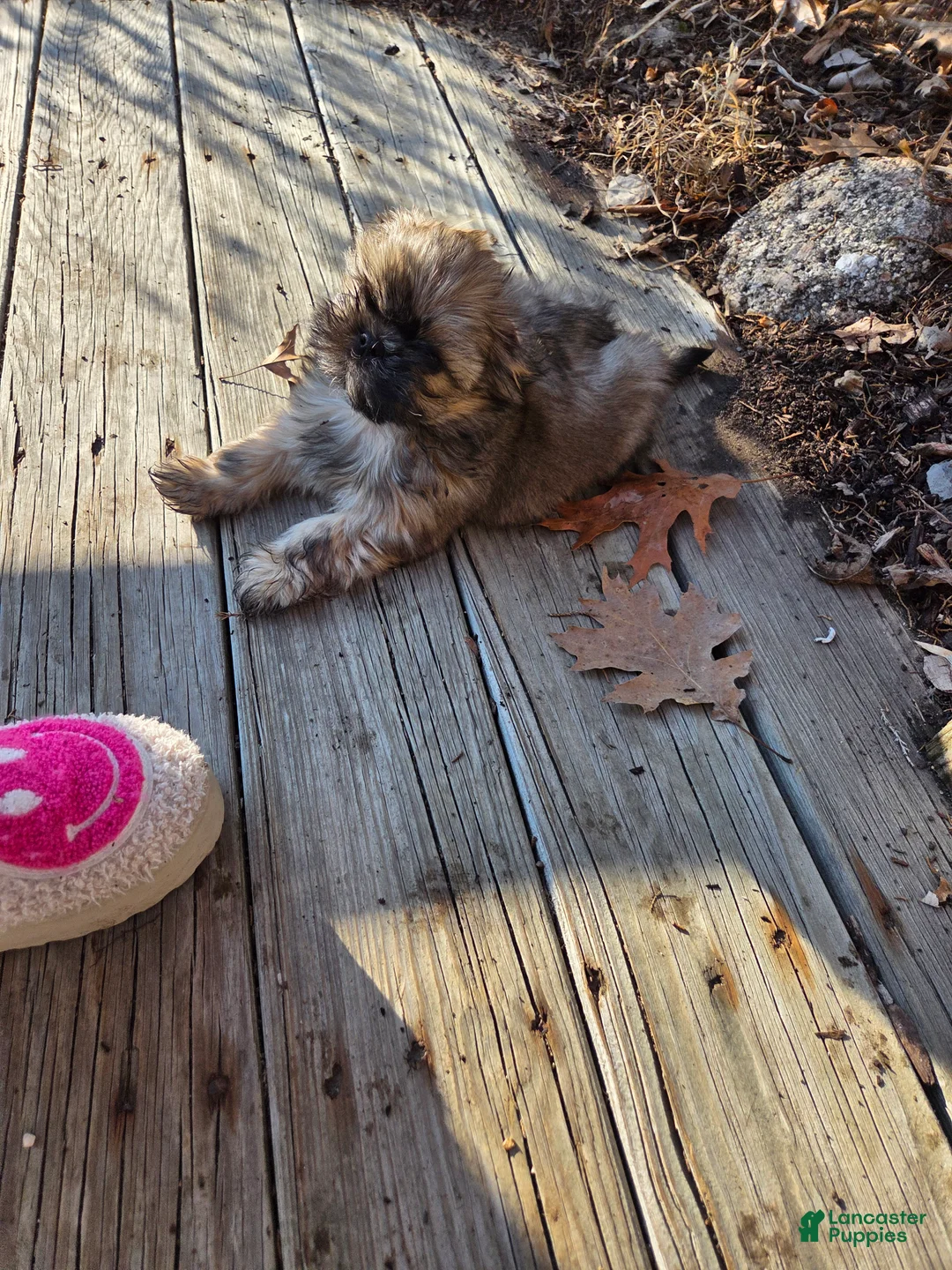 Shih Tzu dogs for sale: Shih Tzu Puppy 2 - Ad 2