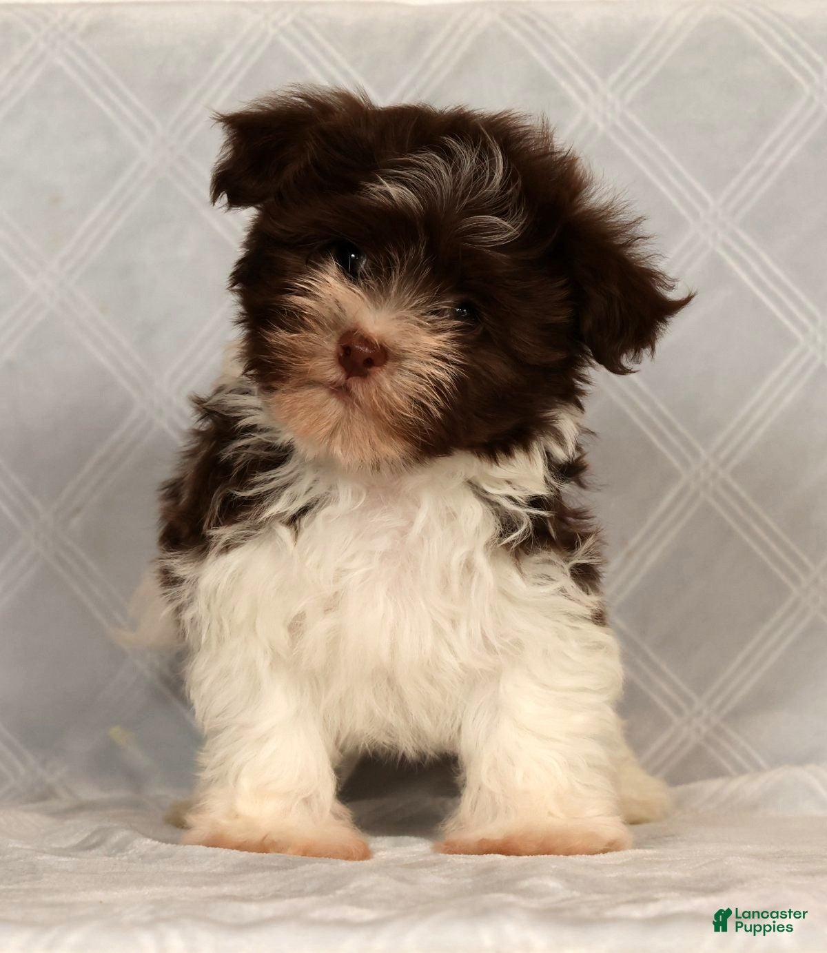 Havanese dogs for sale: Max - Ad 4