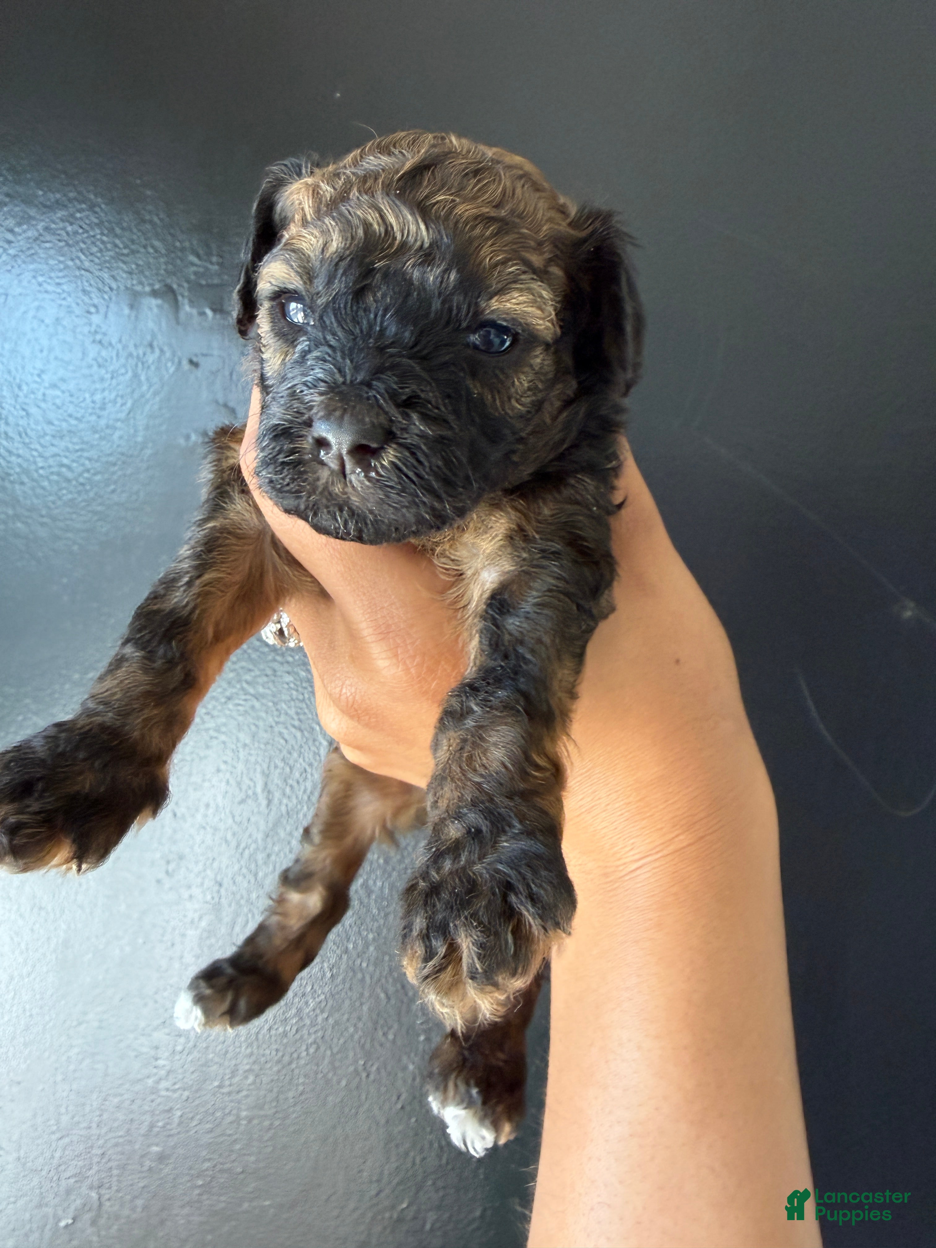 Toy Poodle dogs Toy Poodle Puppy 5 - Ad 35