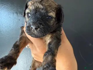 Toy Poodle dogs Toy Poodle Puppy 5 - Ad 35