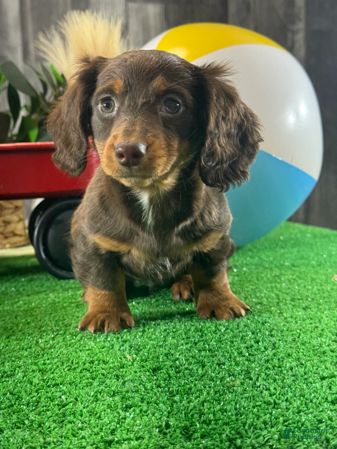 Miniature Dachshund dogs for sale: Diamond 💎  - Ad 6