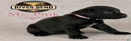 Labrador Retriever dogs for sale: Ms. Pink - Ad 4
