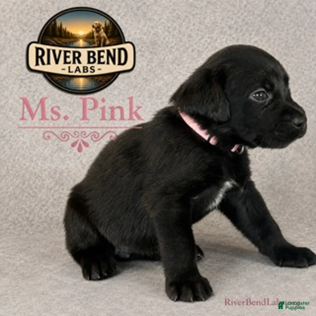 Labrador Retriever dogs for sale: Ms. Pink - Ad 4